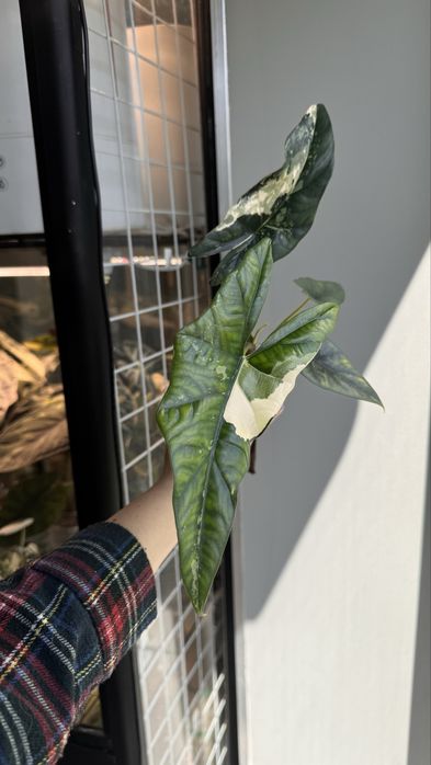 Alocasia simpo var Алоказія сімпо вар