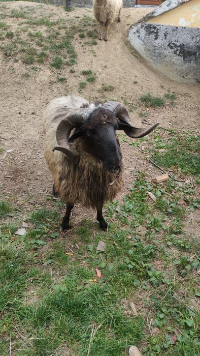 Продається баран