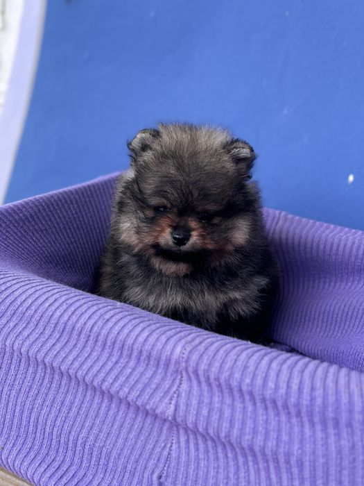 ляльковий Ведмедик шоу классу