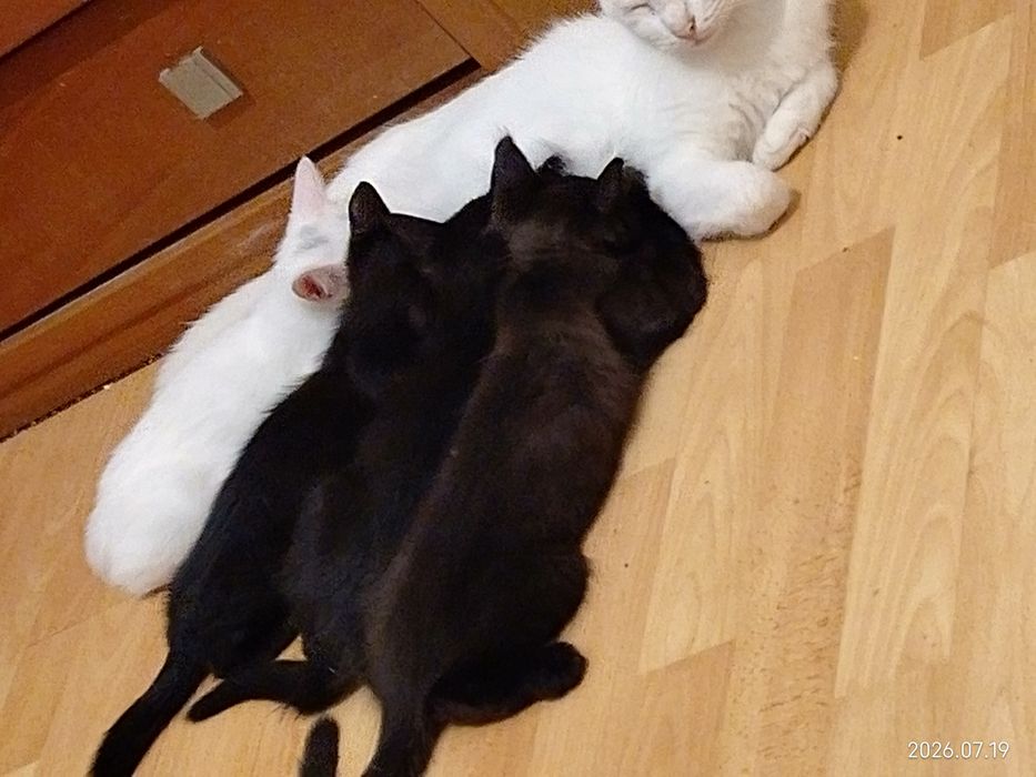 Para adoção, 2 gatinhos