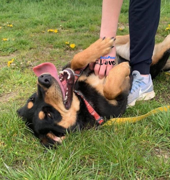 Nelka - energiczna sunia szuka domu!