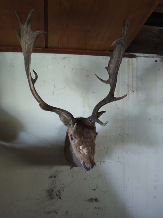 Trofea łowieckie rogi poroża jelenia jeleń lis bażant