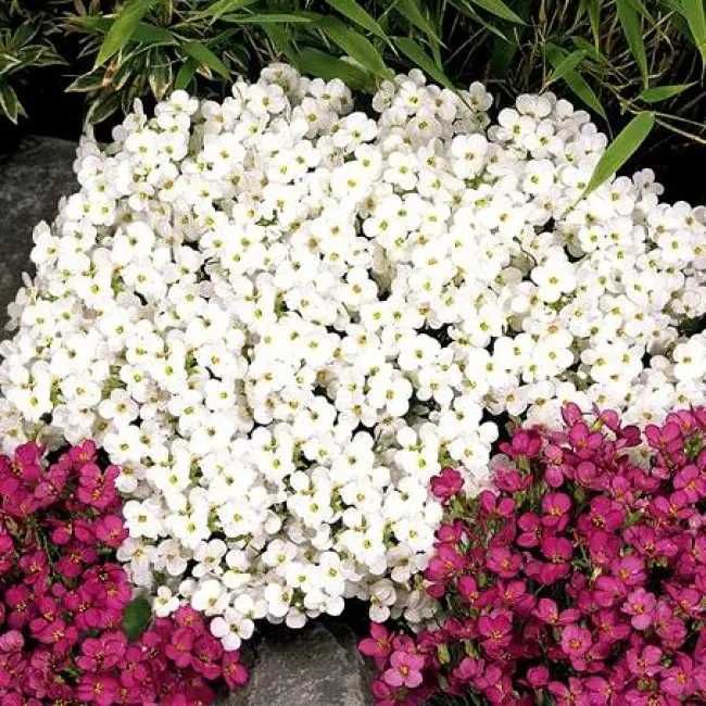 Обрієта,дзвоники  і інші садові рослини.