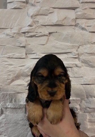 Cocker spaniel angielski