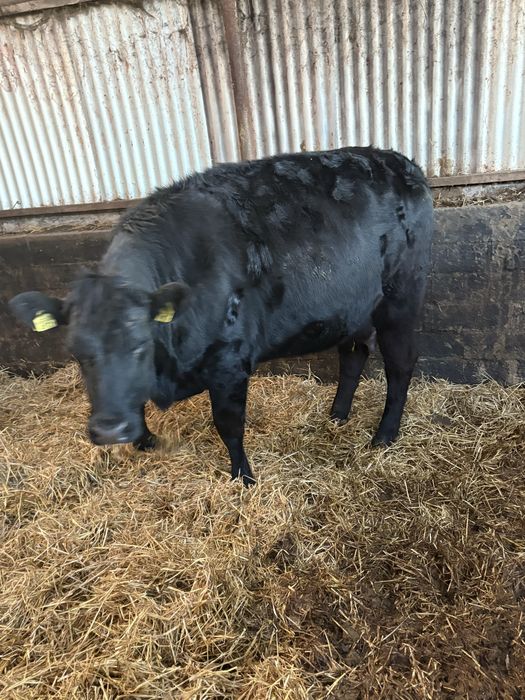 Jalowki krowy cielne