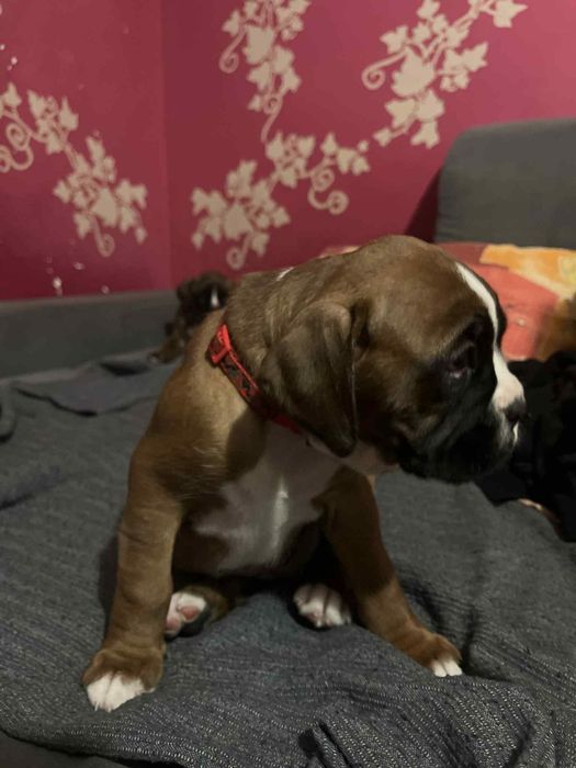 Suczka bokser biszkoptowe