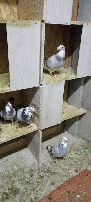 Gołębie staropolskie