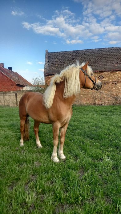 Stanówka haflingier