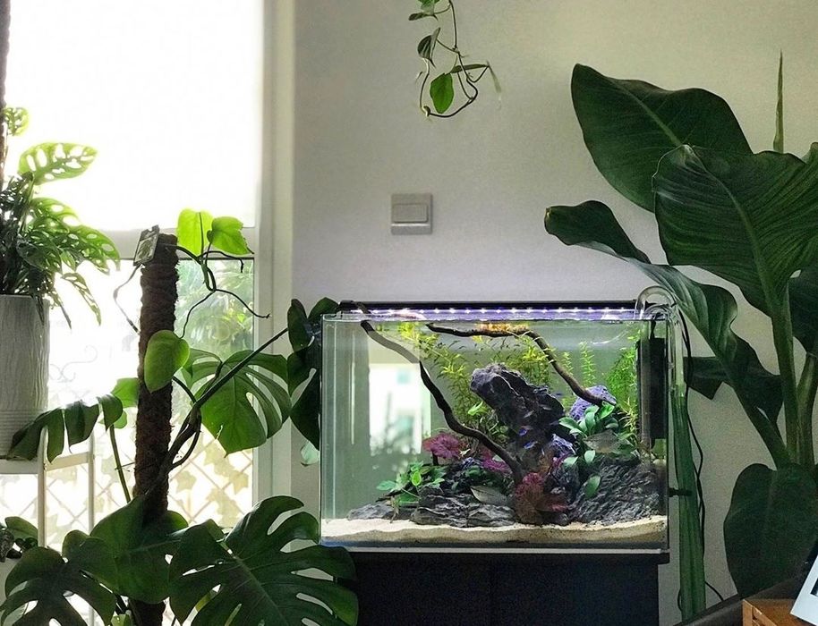 Обслуживание аквариумов.Услуги аквариумиста.