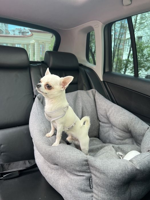 ВʼЯЗКА! Хлопчик міні 1,8 рочків, 1,6 кг. Не розвʼязаний.