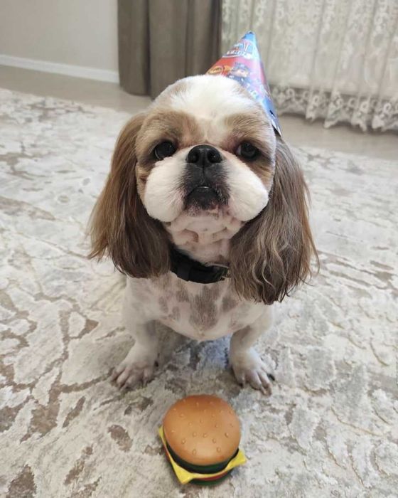 Цуценята породи Ши тцу