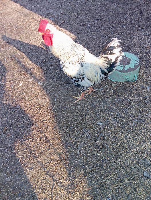 Kogut kolorowy z wolnego wybiegu siedem miesiecy