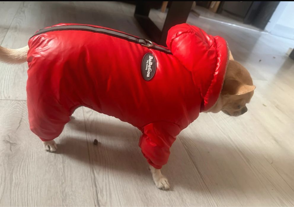 Nowy Kombinezon czerwony S / L dla psa do 3 kg