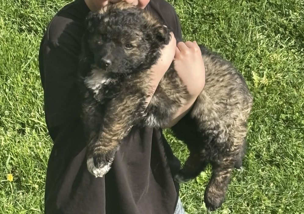 Do adopcji Suczka