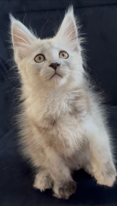 Cudowna Kotka Maine coon  srebrna rodowód FPL