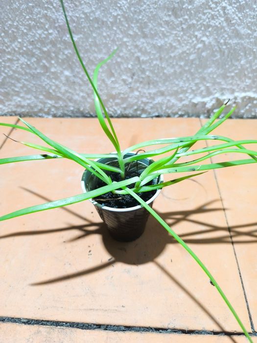 Suculentas em vaso 3