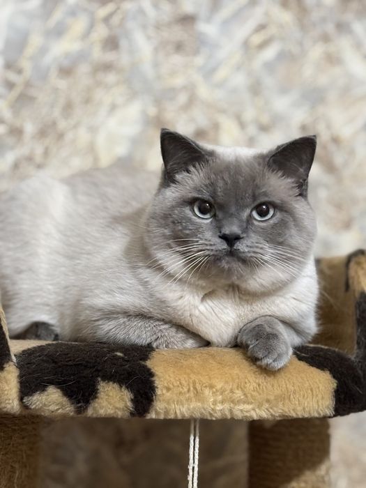 Шотландский кот на вязку в г. Николаеве!