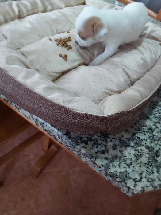 Chihuahua macho mini