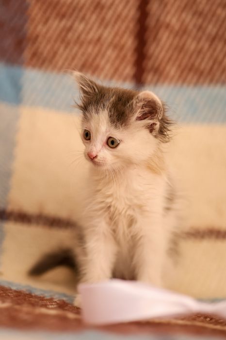 Кошеня в добрі руки