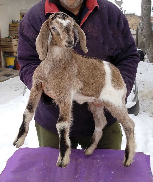 Козичка % англо - нубійська