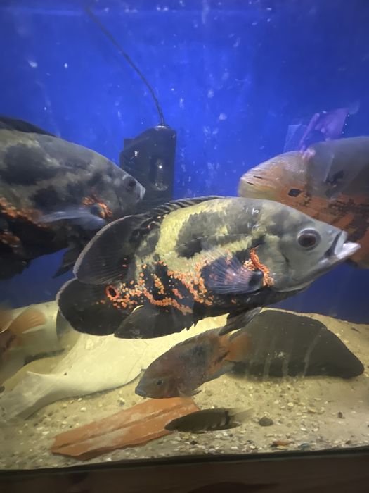 Peixe Oscar e Acara do congo a venda