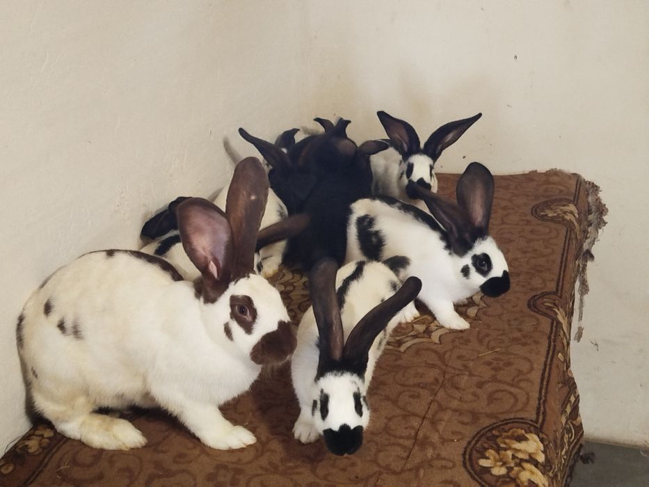 Кролі строкачі. ..