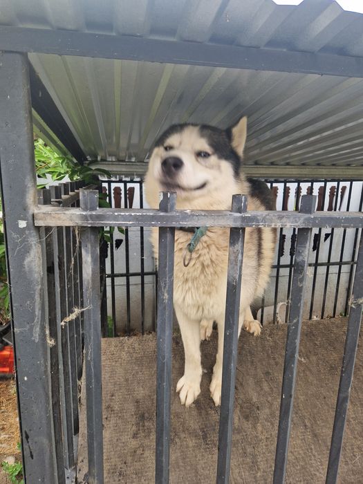 Husky syberyjski