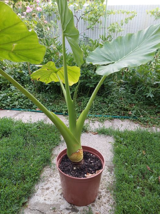 Аглонеомы, калатеи, алоказия, традесканции