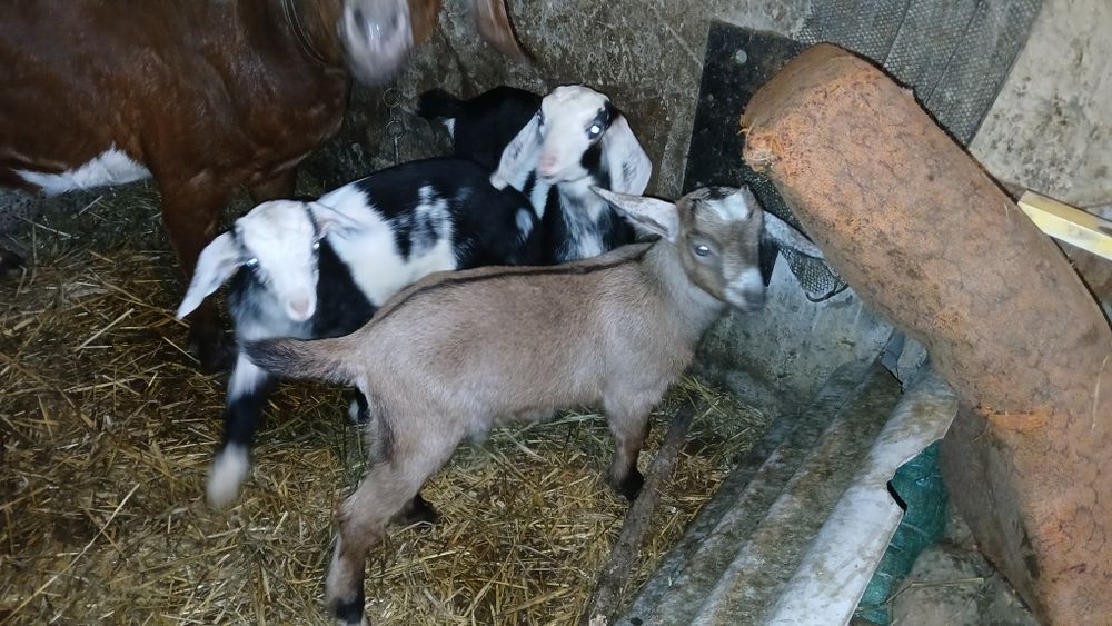 Продаю козенята.