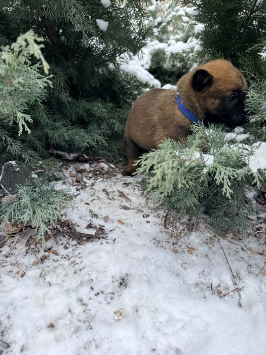 Щенки с документами  Бельгиской