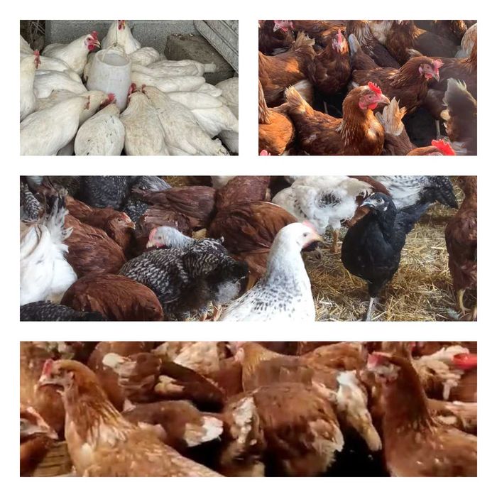 Продам кури несушки! Доставка безкоштовна. Краснопілля!