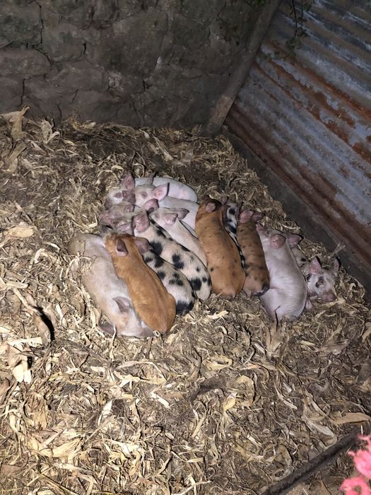 Porcos para recria pietran x duroc