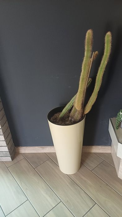 Продається кактус разом з горшком