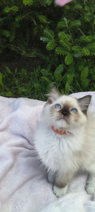 Kocurek Ragdoll - gotowy do odbioru