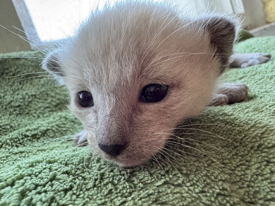 Kocurek balijski do felinoterapii z Hodowli Jagodowa Miłość