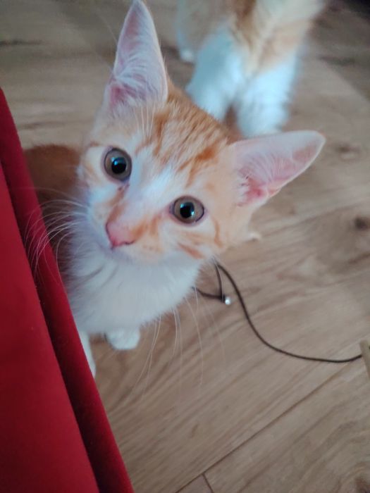 Kotki gotowe do adopcji