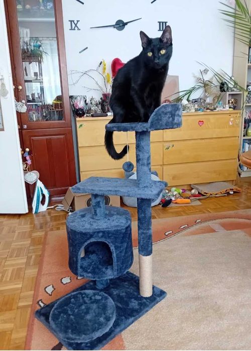 Drapak dla kota Springos szary wysoki 4 poziomy sizal 61-100 cm