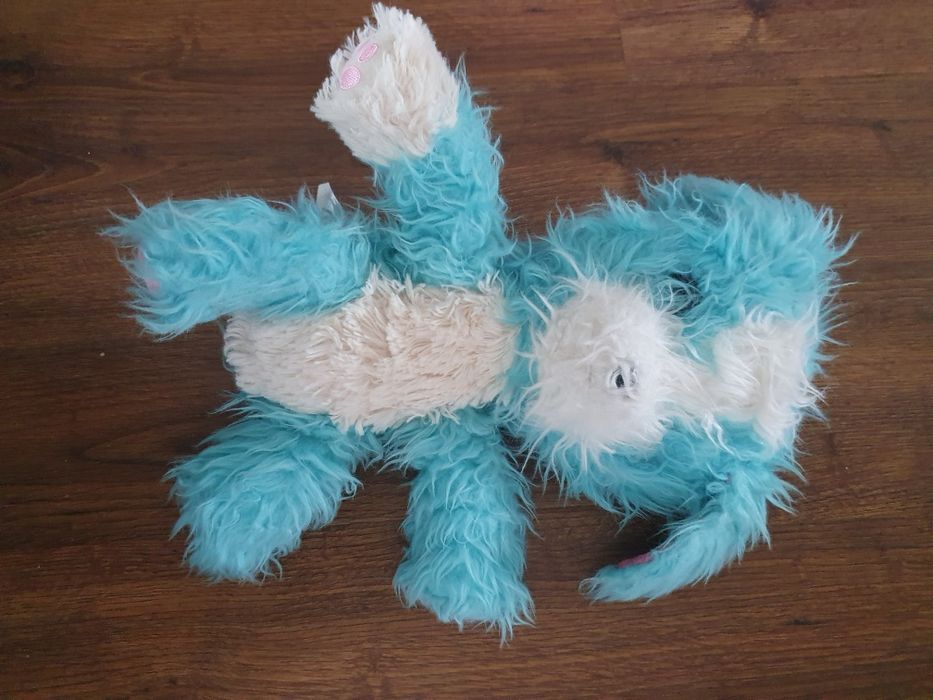 Pies piesek niebiesko biały z długą sierścią wydaje dźwięk szczekania