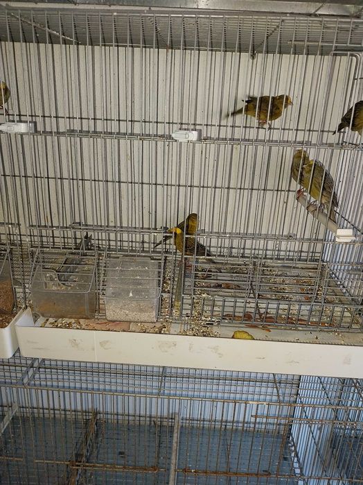 Cedo canarios vermelhos e lizards, aves de 2023 e 2024