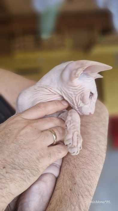 Peterbald, orientalny - kocięta