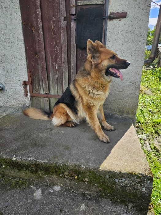 Kochana Saba do adopcji