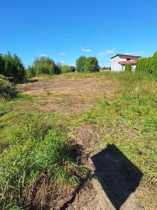 Oddam za darmo gałęzie po drzewach i krzewach.