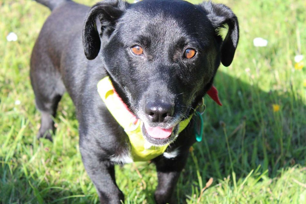 Blacky do adopcji