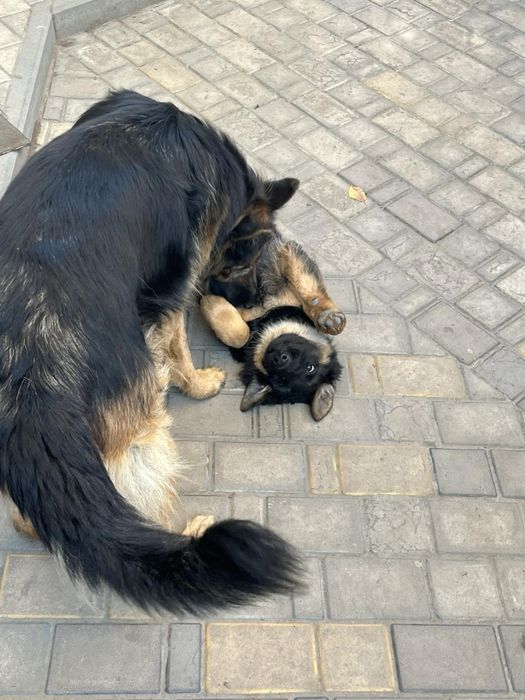 Щенята, Німецької вівчарки, дівчата