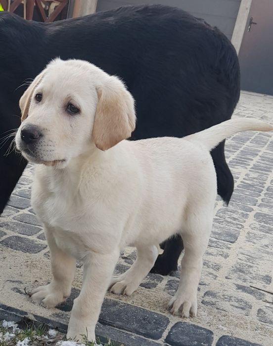 Labrador biszkoptowy piesek szczeniak Szydłowiec • OLX.pl