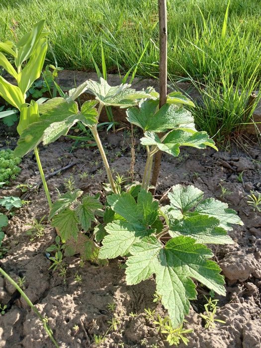 Анемона японская