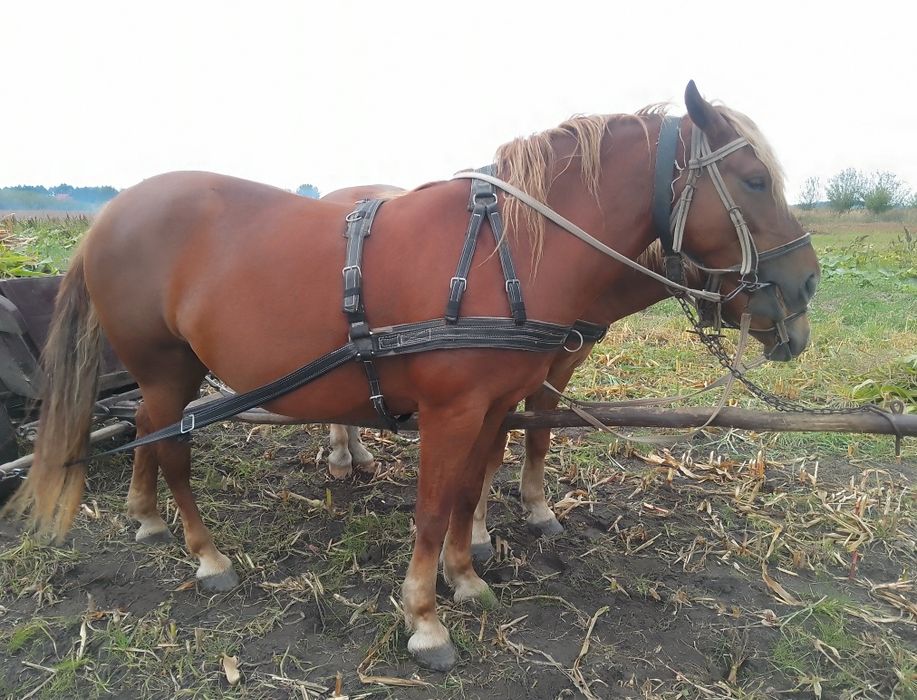 Продам кобилу,село Волиця