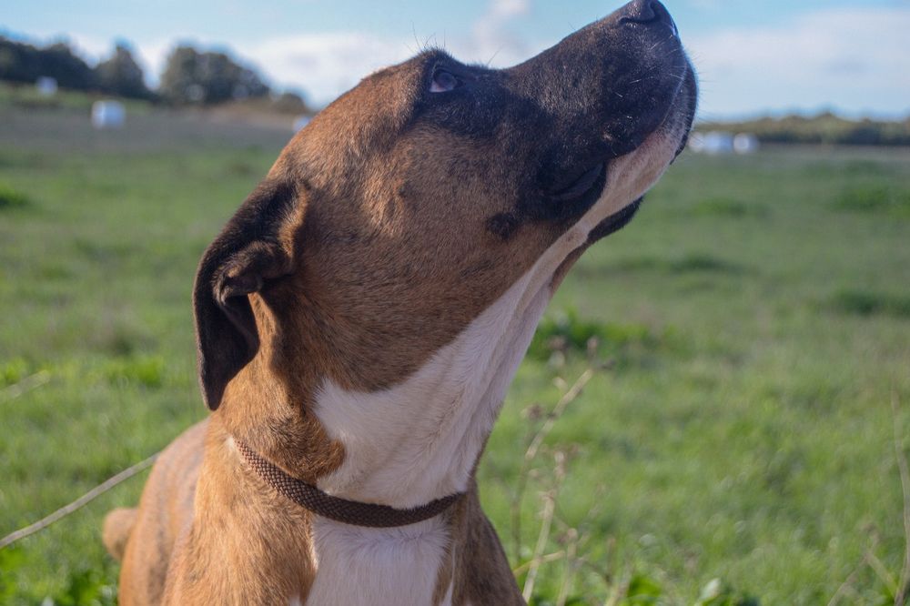 Fox - cão medio grande para adoção