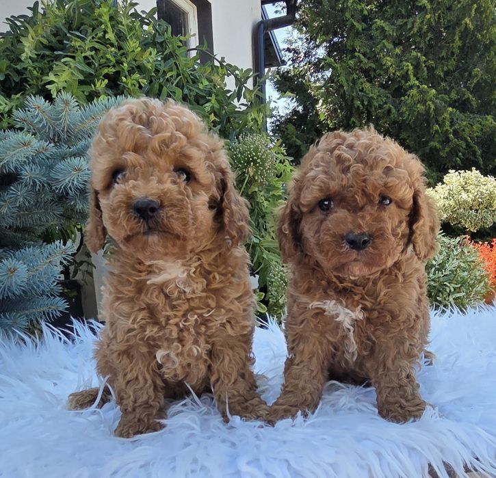Cavapoo F1B Samczyk