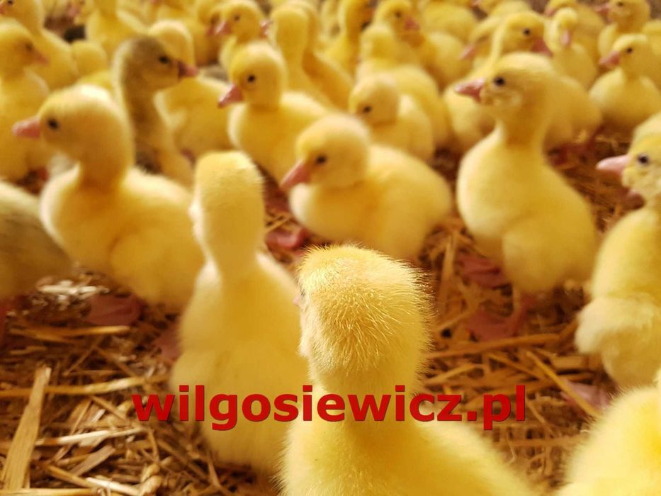 Gęś piskle  biała dowóz
